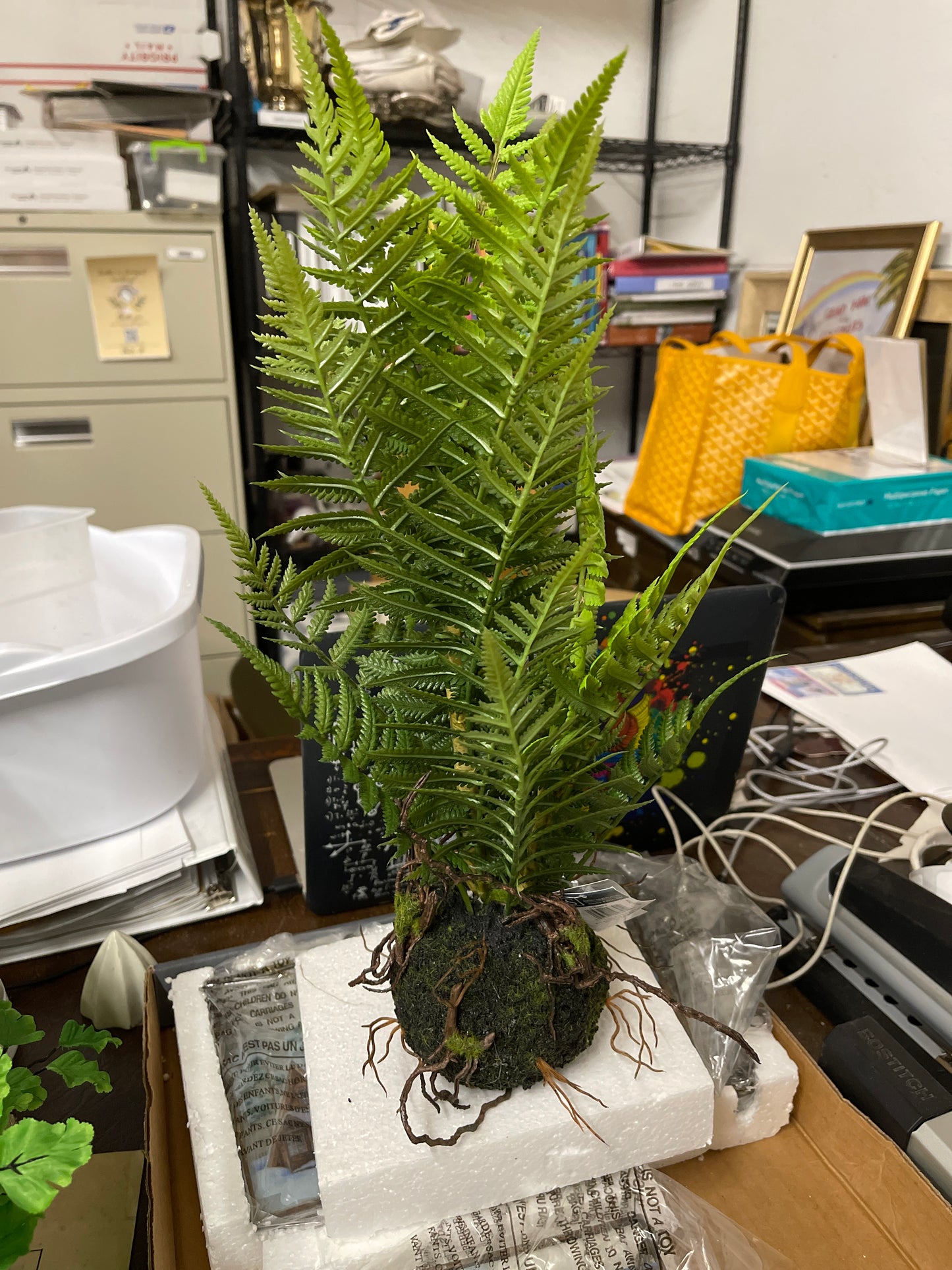 Fern in Ball