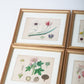 Hand Colored Engravings Set of 7